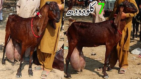 Goat Farming Beetal Bakriyan Cheap Rate Main Gabhan Or Bachon Wali