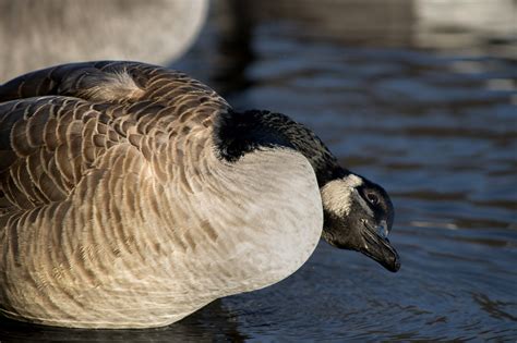 Gans Vogel Watervogels Gratis Foto Op Pixabay Pixabay