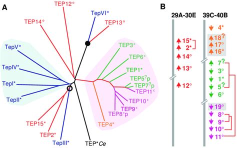 Protein sequence comparison and chromosomal distribution of the TEP ... 