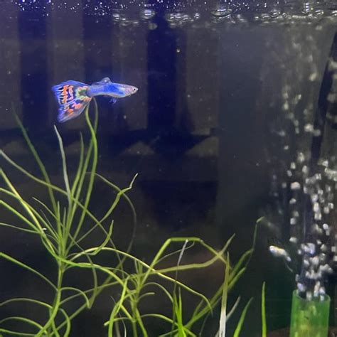 Japan Blue Endler/Guppy Hybrid : r/Guppies