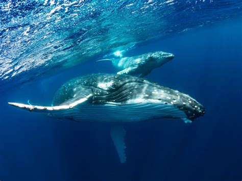 Humpback Whale Habitat Characteristics And Behavior