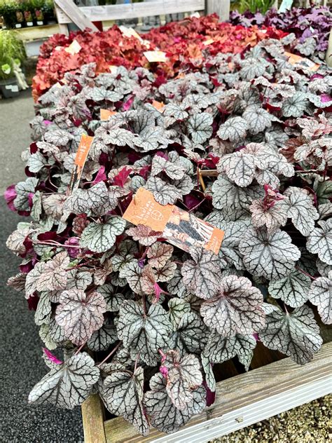 Heuchera – New Leaf Plant Centre