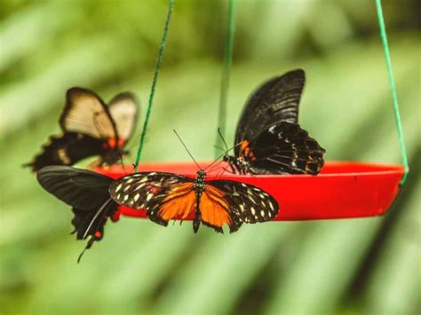 Attract Butterflies To Your Garden With These 5 Tips To Turn It Into But