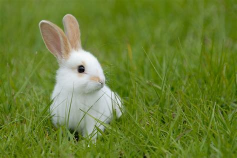 Adopter un lapin : une bonne idée ? | Pratique.fr