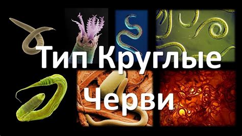 7. Круглые черви (7 класс) - биология, подготовка к ЕГЭ и ОГЭ 2018 ...