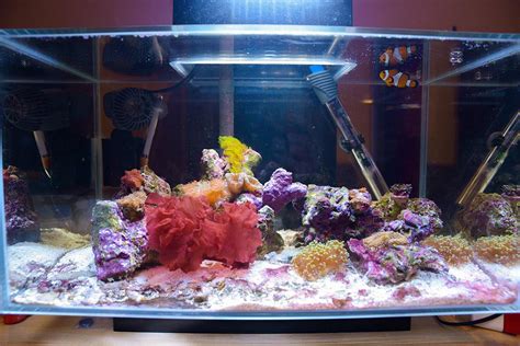 Fluval 5 Gallon To Fluval EVO 13 5 To Innovative Marine 20 Gallon