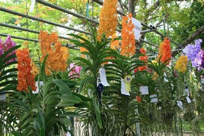 Vanda orchid care >> Orchids-care.info