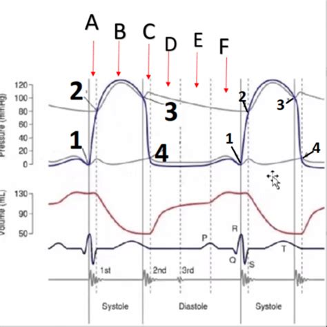 Wiggers Diagram EKG Flashcards Quizlet