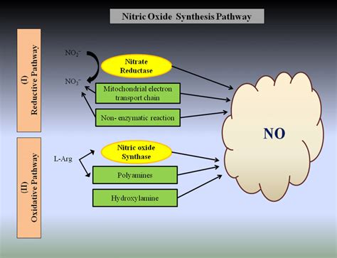 An Illustration Of Nitric Oxide Synthesis Pathway Download Scientific