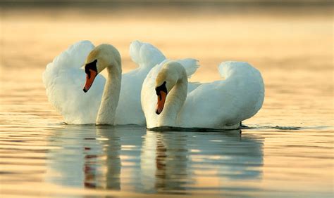 Ням лебед (Cygnus olor) | Author Boris Belchev - bobby_powershot ...