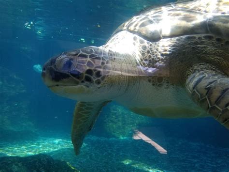 Mote Aquarium Road Trip Animals Trip
