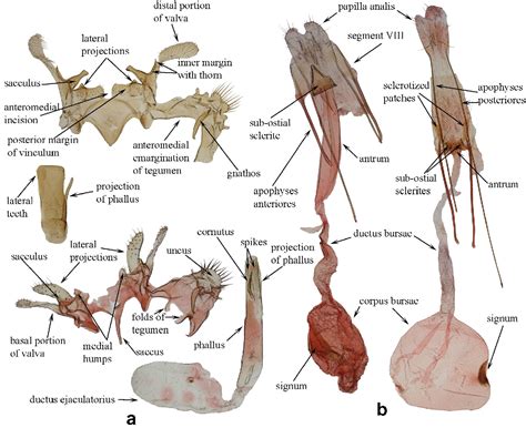 Thiomargarita Namibiensis Semantic Scholar