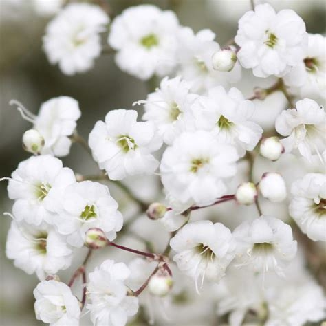 Gypsophila Million Star | Misty Flowers