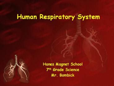 PPT – Human Respiratory System PowerPoint presentation | free to ...