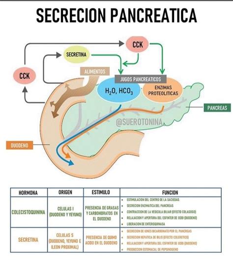 Secreci N Pancre Tica Anatomia Y Fisiologia Humana Fisiolog A