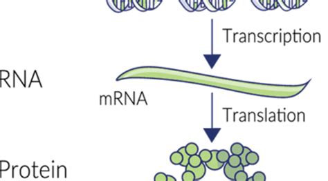 dna-rna-protein – vitamink2.ca