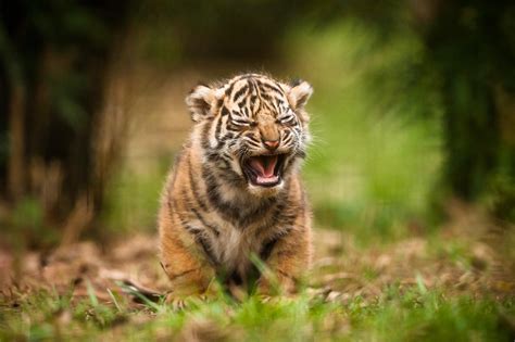 PsBattle: Baby tiger growling : r/photoshopbattles