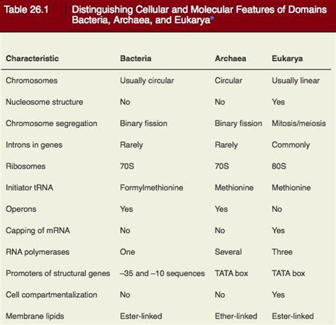 Domain Archaea Characteristics