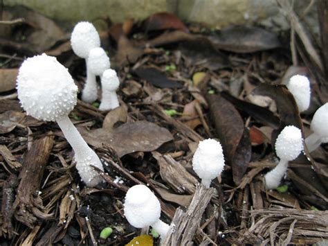 Mushroom Hunting The Newly Sodded Library In San Antonio Flickr