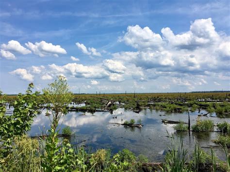 Wetlands Permit Review — Wetlands Watch