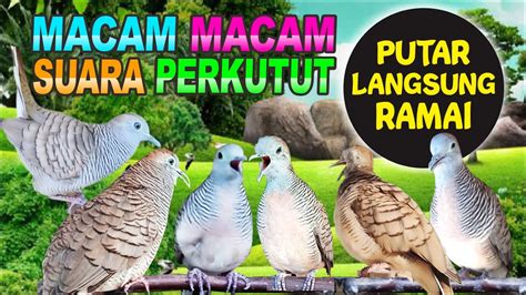 Macam Macam Suara Perkutut Lokal Gacor Putar Langsung Bikin Ramai