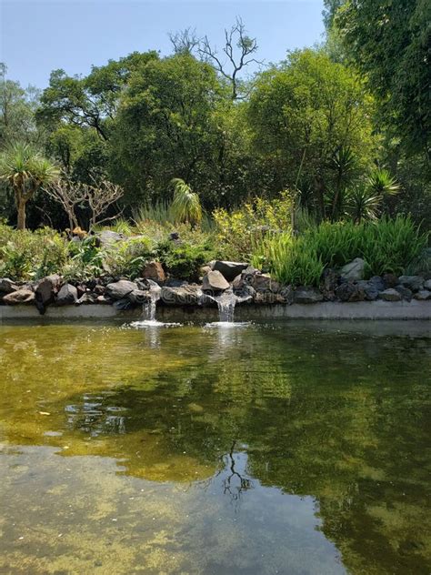 Pond Surrounded By Trees Of Temperate Forest In A Park In Mexico City