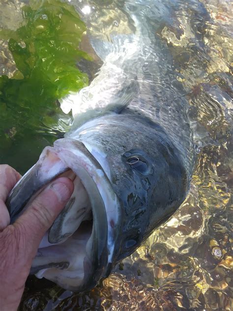Rhode Island Striped Bass: Tips for Catch-and-Release
