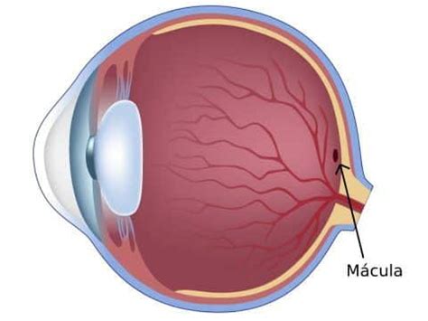 Qué es la MÁCULA OCULAR Área Oftalmológica Avanzada