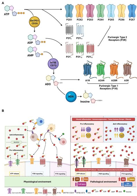 Frontiers Purinergic And Adenosinergic Signaling In Pancreatobiliary