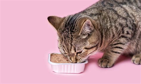 Do Cats Need Wet Food 5 Benefits Of Wet Cat Food Bechewy