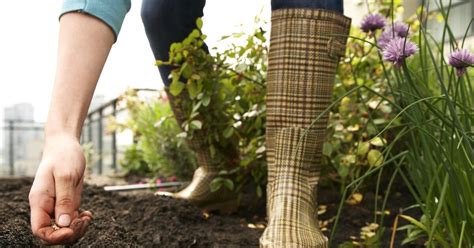 Gem Segarten Im August Welche Pflanzen Du Jetzt Noch S En Kannst