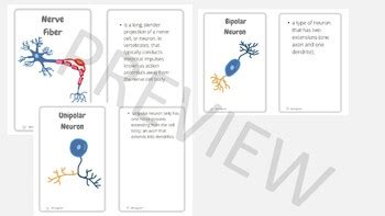 Nervous System Flash Cards By Biologystem Tpt