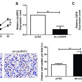 Circrip Promoted The Tumorigenicity Of Crc In Vivo Nude Mice Were