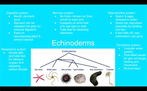 Echinoderms Reproductive System Digestive System Echinoderm