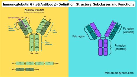 Immunology Biology Notes Online