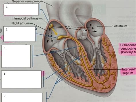 Lab 4 Intrinsic Conduction System Of The Heart Diagram Quizlet