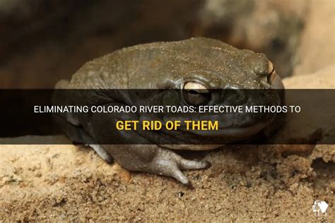 Eliminating Colorado River Toads Effective Methods To Get Rid Of Them