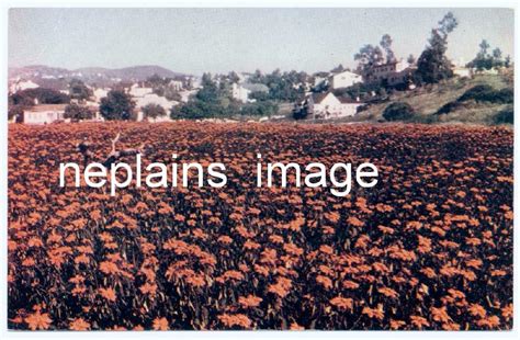 California Poinsettia Field C215