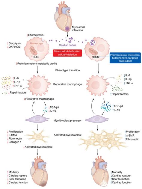 JCI Mitochondrial Function In Macrophages Controls Cardiac Repair