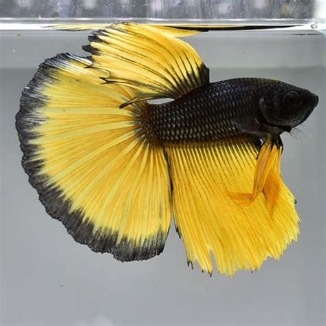 Live Betta Fish 034 Copper Black Rim Mustard Super Delta Dc200 034 Male