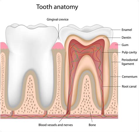 Mouse Teeth Anatomy