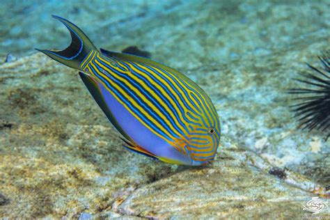 Acanthurus Lineatus W2r Window To The Reef