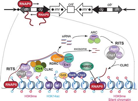 Frontiers Centromere And Pericentromere Transcription Roles And