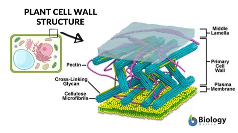 Fungal Cell Wall Diagram