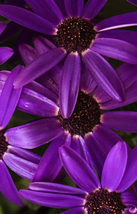 100 Purple Flower Iphone Wallpapers