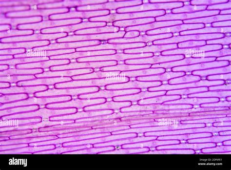 Allium Cepa Zwiebel Fotos Und Bildmaterial In Hoher Auflösung Alamy