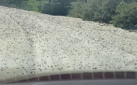 Millions Of Mormon Crickets Invade Elko Nevada Strange Sounds