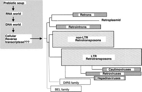 The Unusual Phylogenetic Distribution of Retrotransposons: A Hypothesis