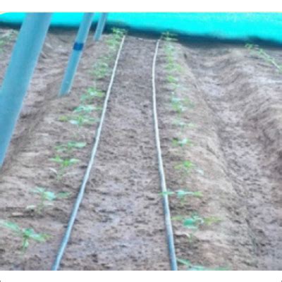 Drip Irrigation Systems at Best Price in New Delhi, Delhi | A.m.biotech