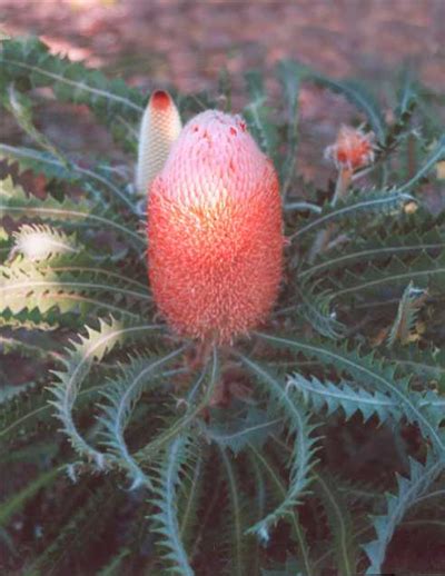 Banksia Victoriae • Australian Native Plants • Plants • 8007016517